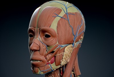Üç Boyutlu Anatomik Modelleme